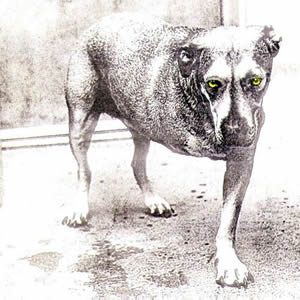 Alice In Chains 1995 album